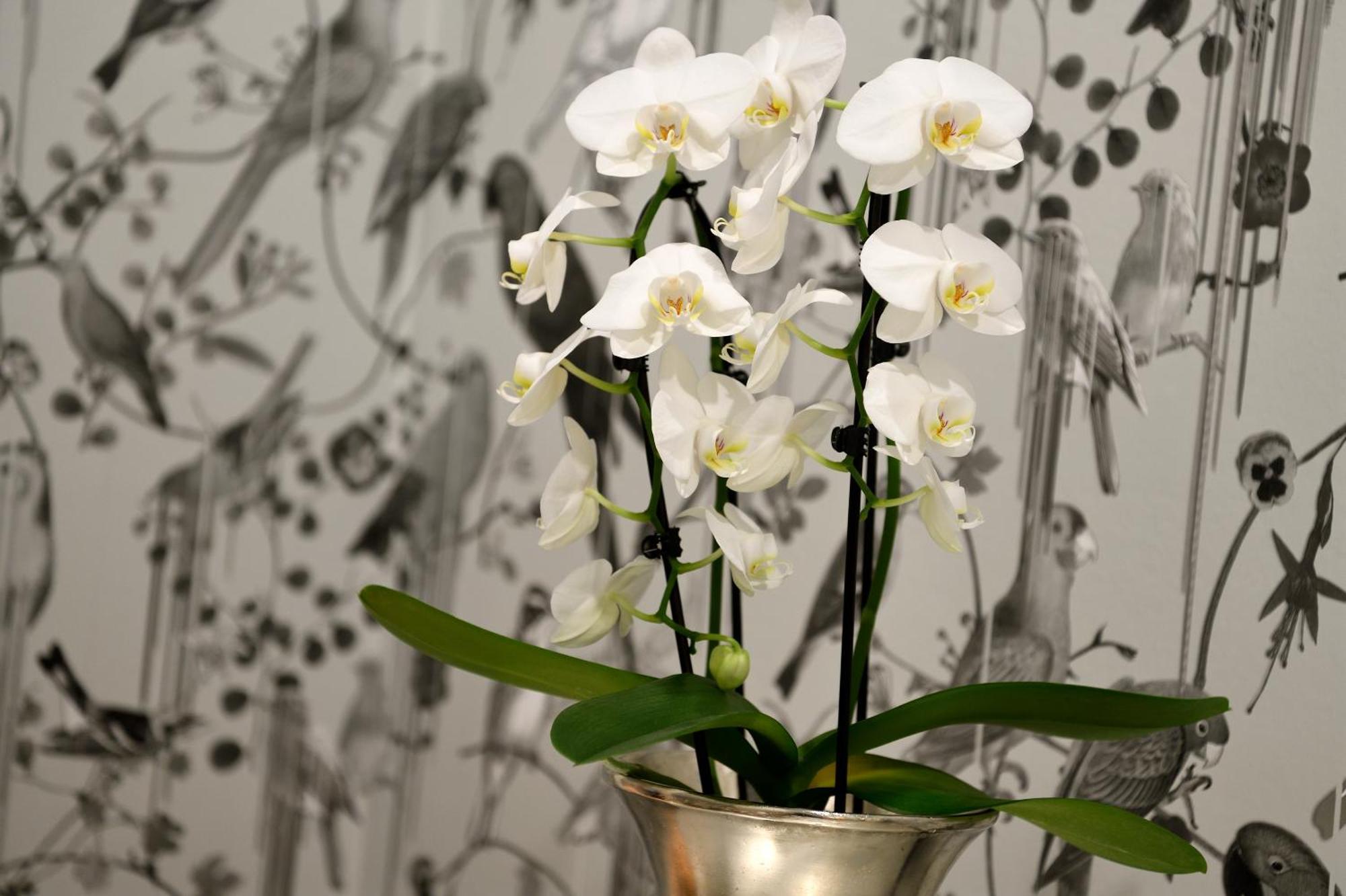 Kastens Hotel Luisenhof Hanovre Extérieur photo A potted orchid